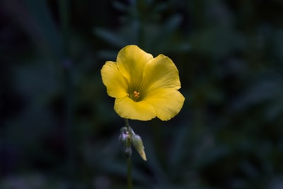 Yellow flowers blooming
